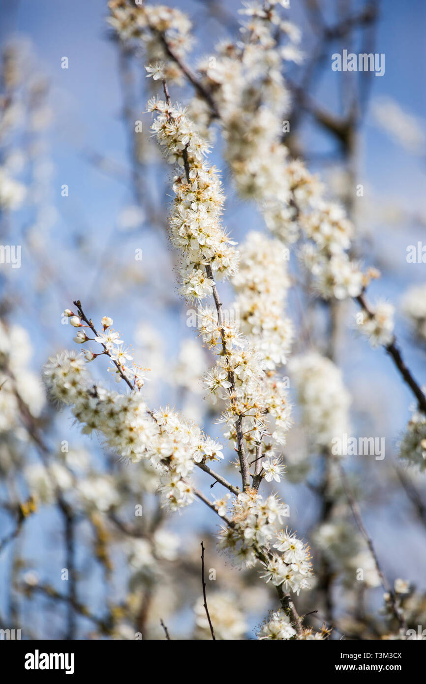 Fiori bianchi in stretta fino a rami di albero, sotto il sole con un luminoso cielo blu dietro su una bellissima giornata di sole in Inghilterra, nessun popolo Foto Stock
