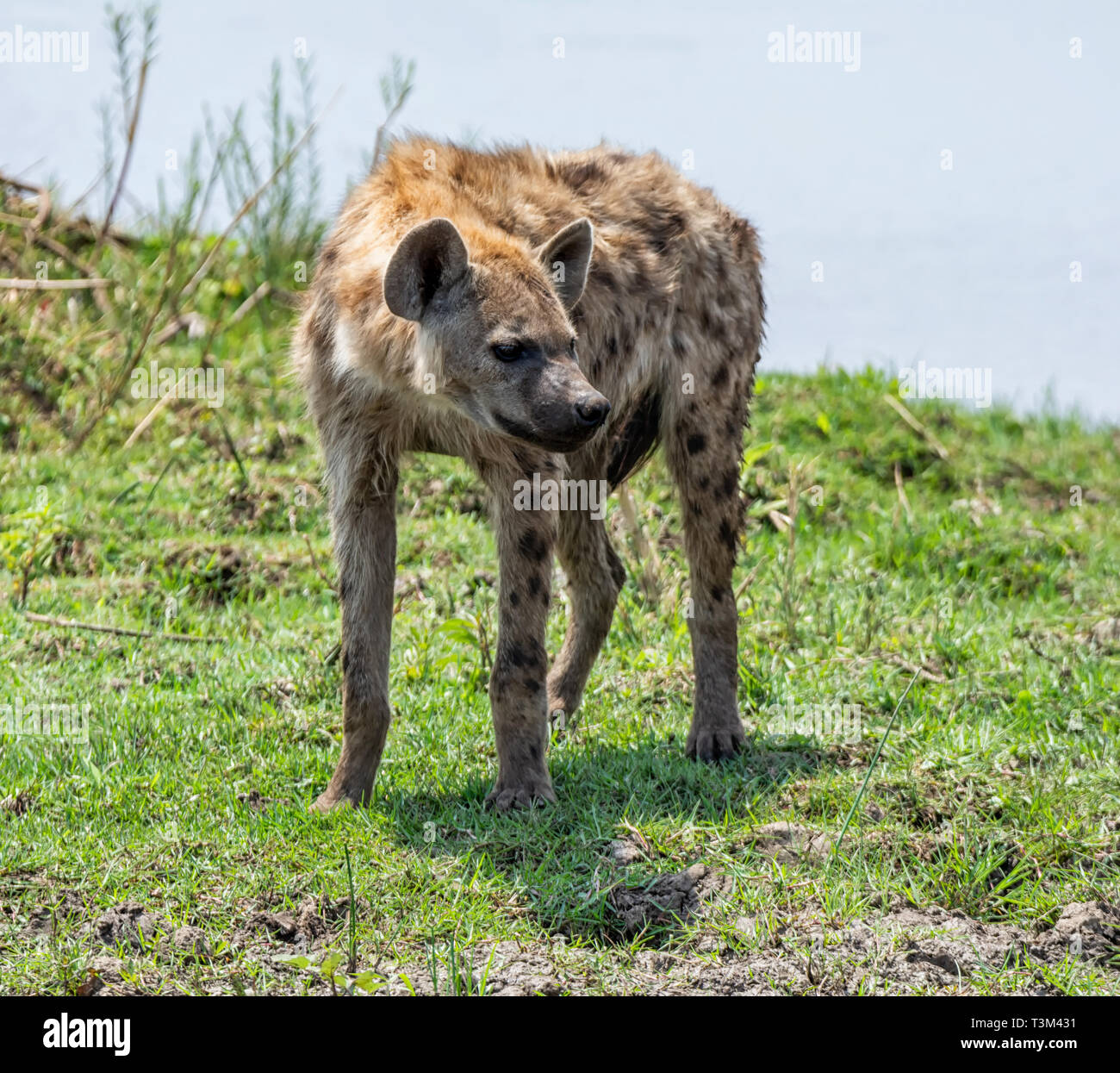 Un adulto Spotted Hyena in piedi su un argine nel sud della savana africana Foto Stock