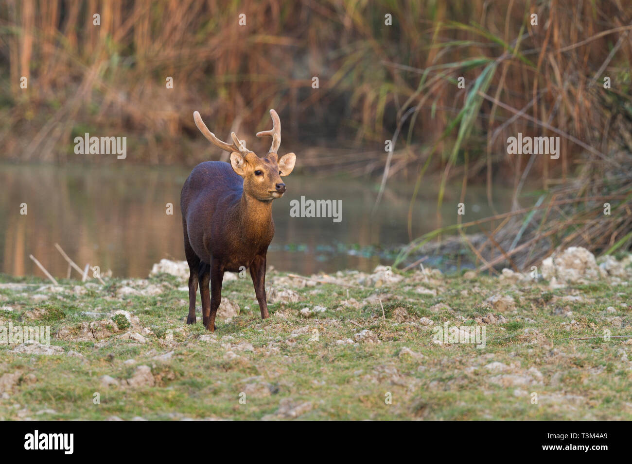 Indian Porco cervo o Hyelaphus porcinus nel Parco Nazionale di Kaziranga Assam India Foto Stock