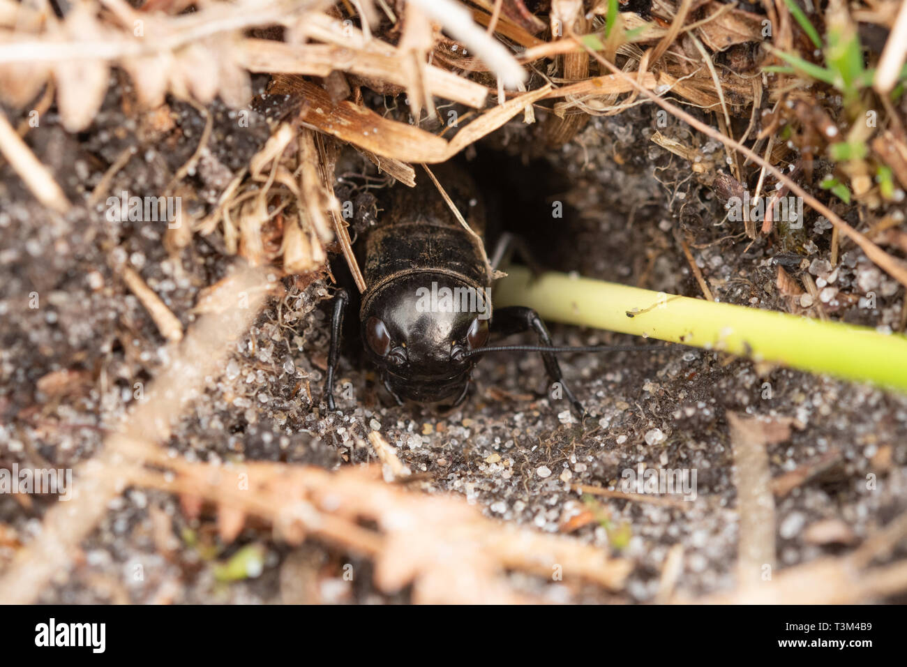 Campo cricket (Gryllus campestris) Ninfa, una rara specie di insetti nel Regno Unito, essendo blandito fuori della sua tana con una traslocazione progetto di conservazione Foto Stock