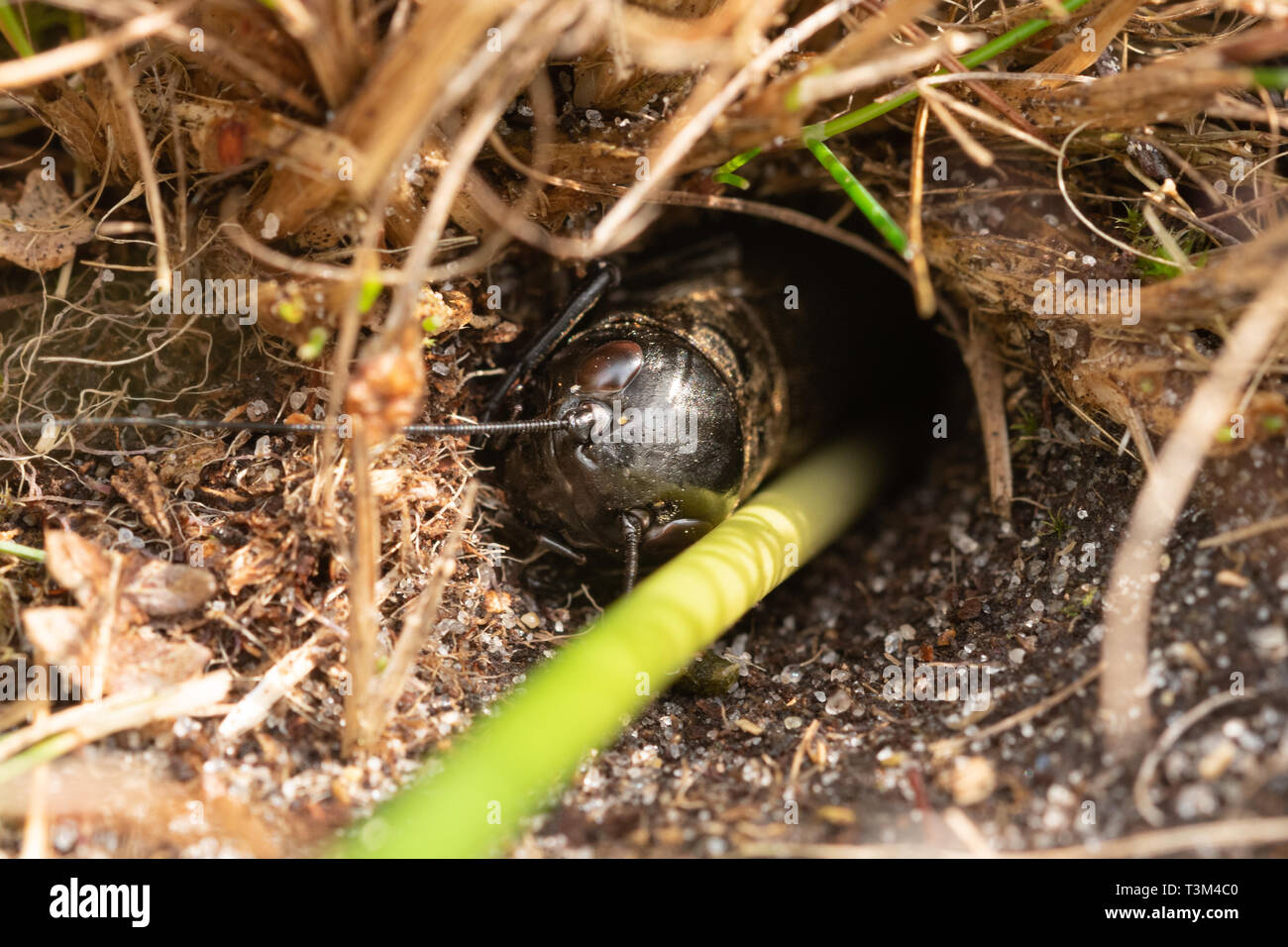 Campo cricket (Gryllus campestris) Ninfa, una rara specie di insetti nel Regno Unito, essendo blandito fuori della sua tana con una traslocazione progetto di conservazione Foto Stock