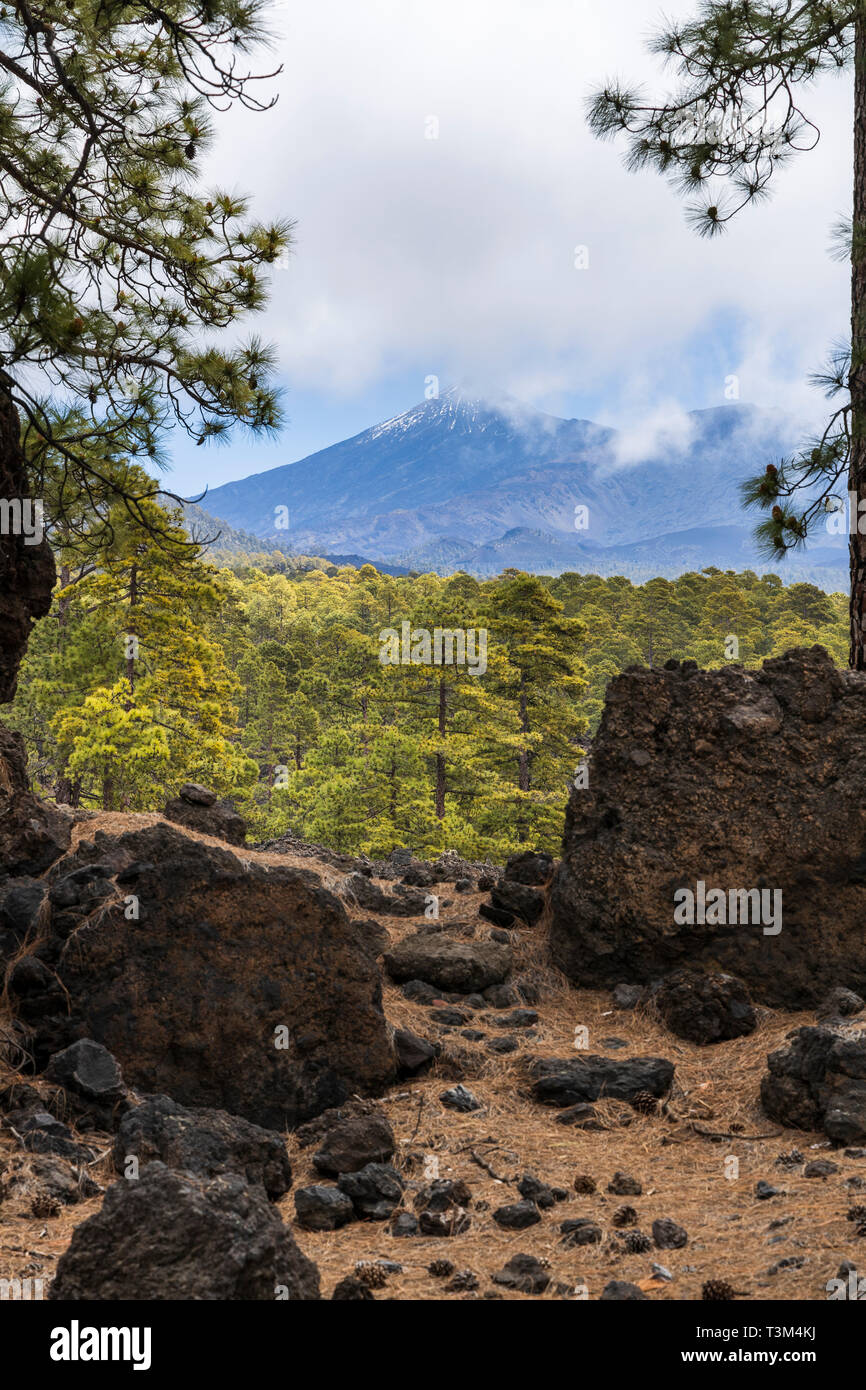Vedute sopra la corona forestal foreste di pini, pinus canariensis alberi al Teide vicino Arguayo, Santiago del Teide Tenerife, Isole Canarie, Spagna Foto Stock