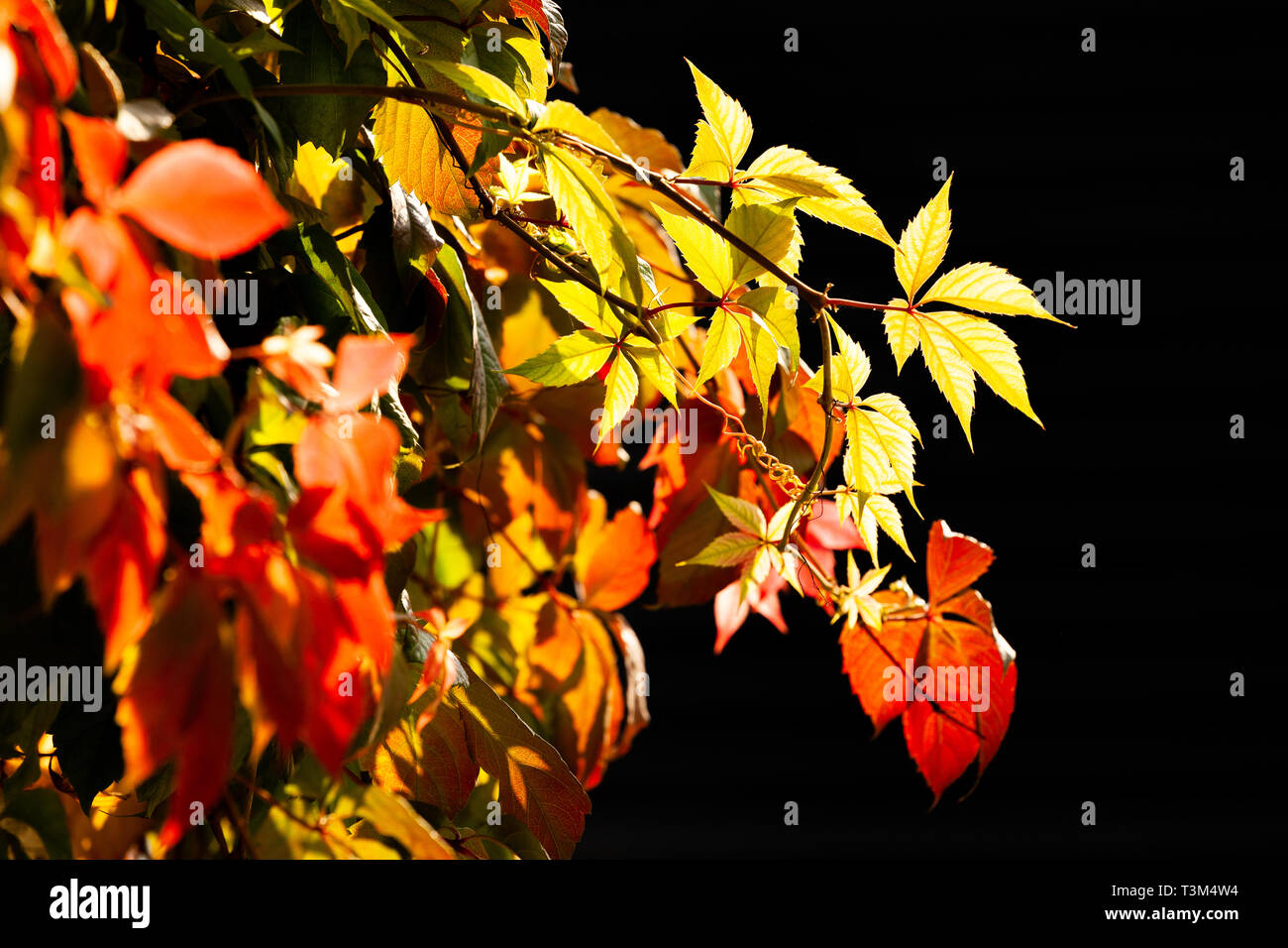 Foglie di autunno su nero Foto Stock