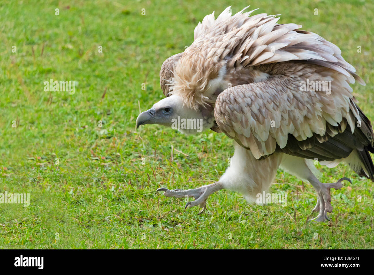 Golden Eagle in Trans-Ili montagne Alatau, Kazakistan Foto Stock