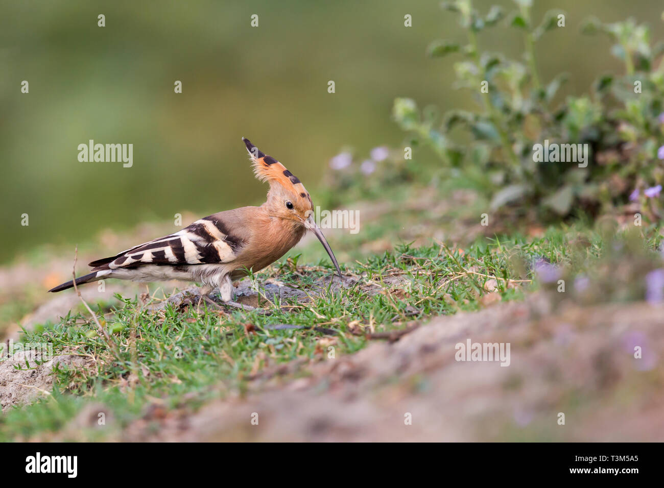 Upupa uccello in Rajarhat Kolkata West Bengal India Foto Stock