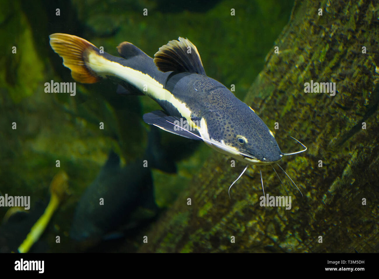 A testa piatta (catfish Phractocephalus hemioliopterus) in Chiang Mai Foto Stock