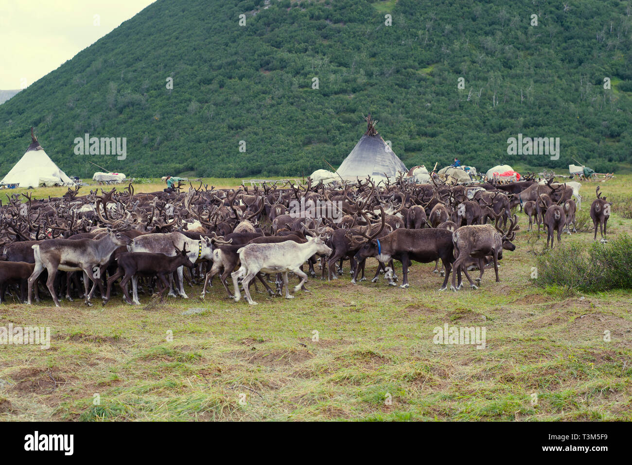 Allevamento di renne in un insediamento di nomadi che gli allevatori di renne. Yamal, Russia Foto Stock