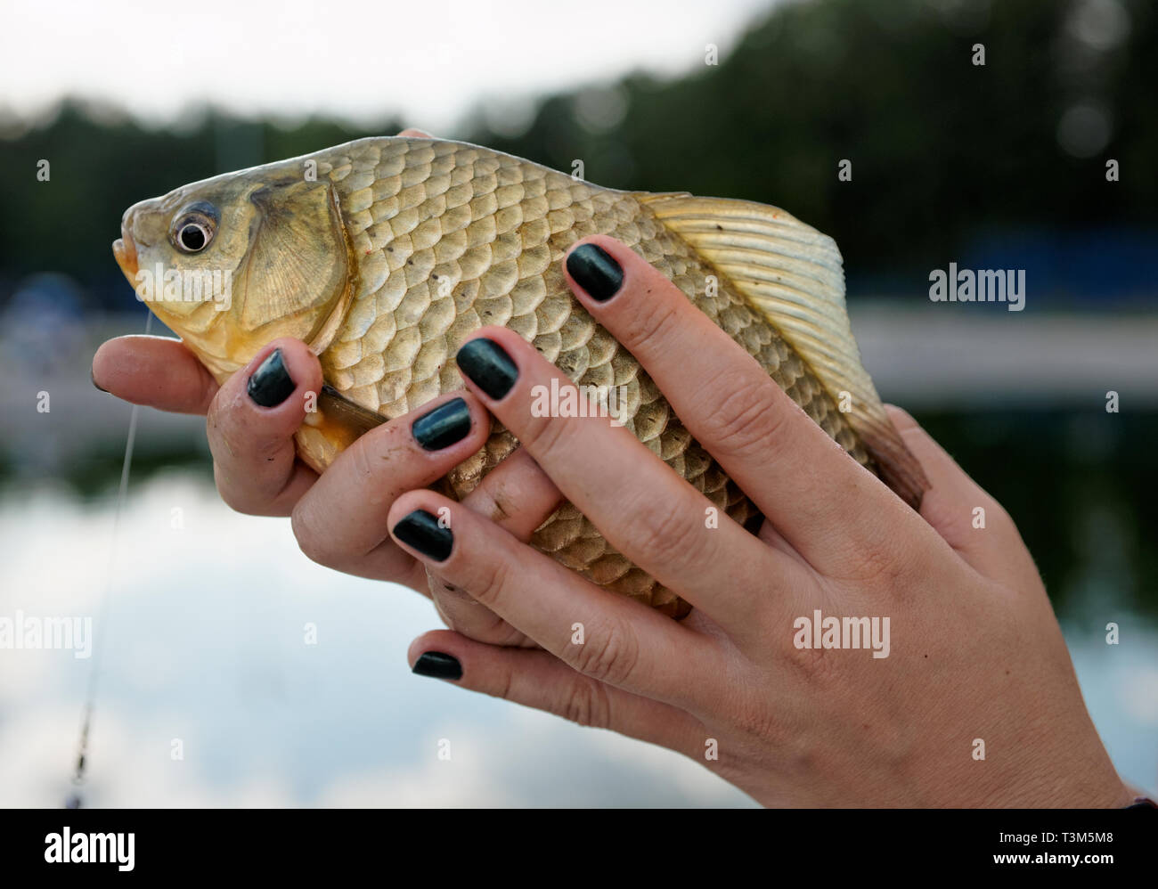 Carassi in giovane donna con le mani in mano, close-up Foto Stock