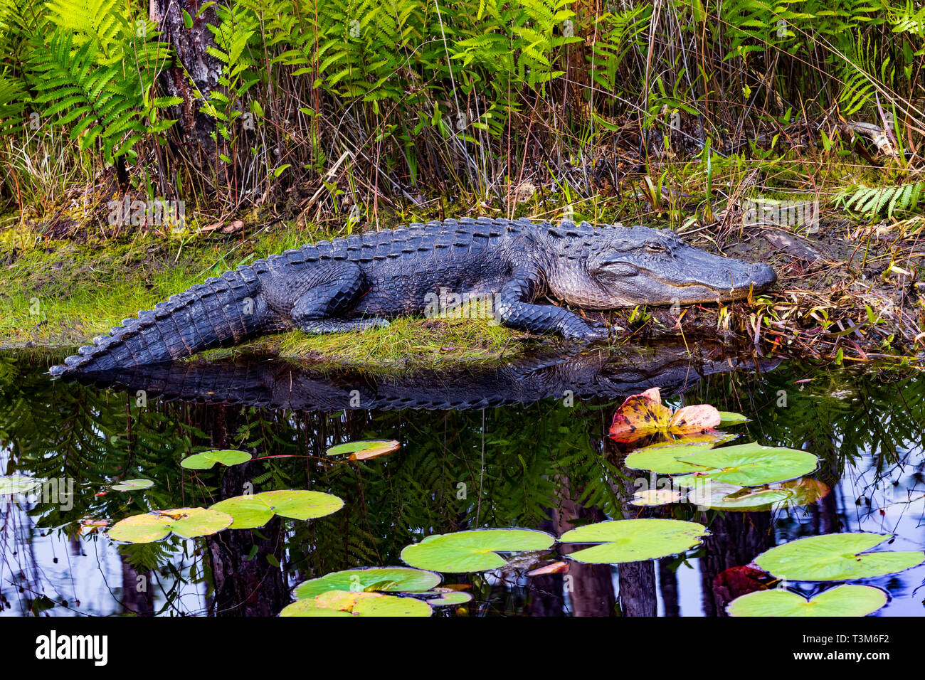 Per adulti il coccodrillo americano in appoggio al sole sulla banca di Okefenokee Swamp, con ninfee in primo piano. Foto Stock