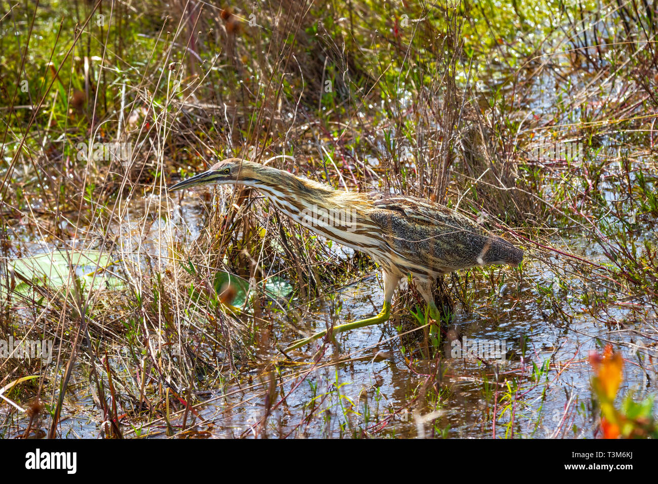 Un Americano tarabuso trampolieri e alimentazione di Okefenokee Swamp. Foto Stock