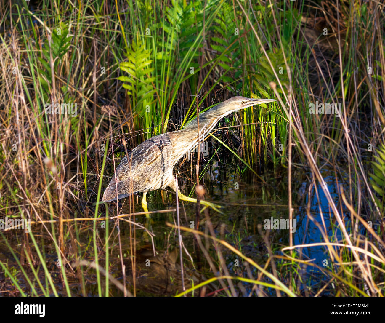 Un Americano tarabuso trampolieri e alimentazione di Okefenokee Swamp. Foto Stock