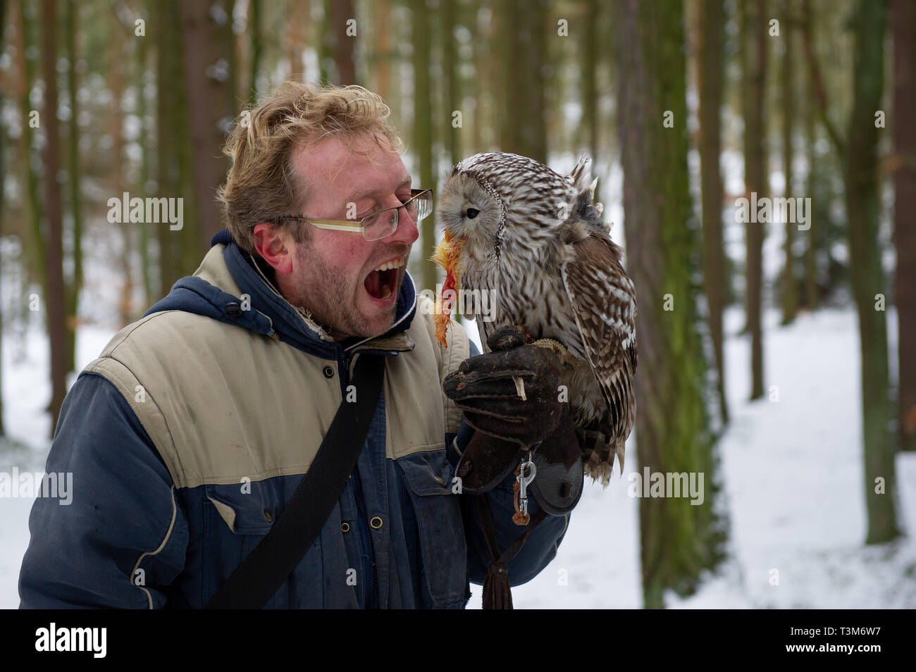 Fame falconer con allocco sul suo guanto, mangiare pollo ricompensa Foto Stock
