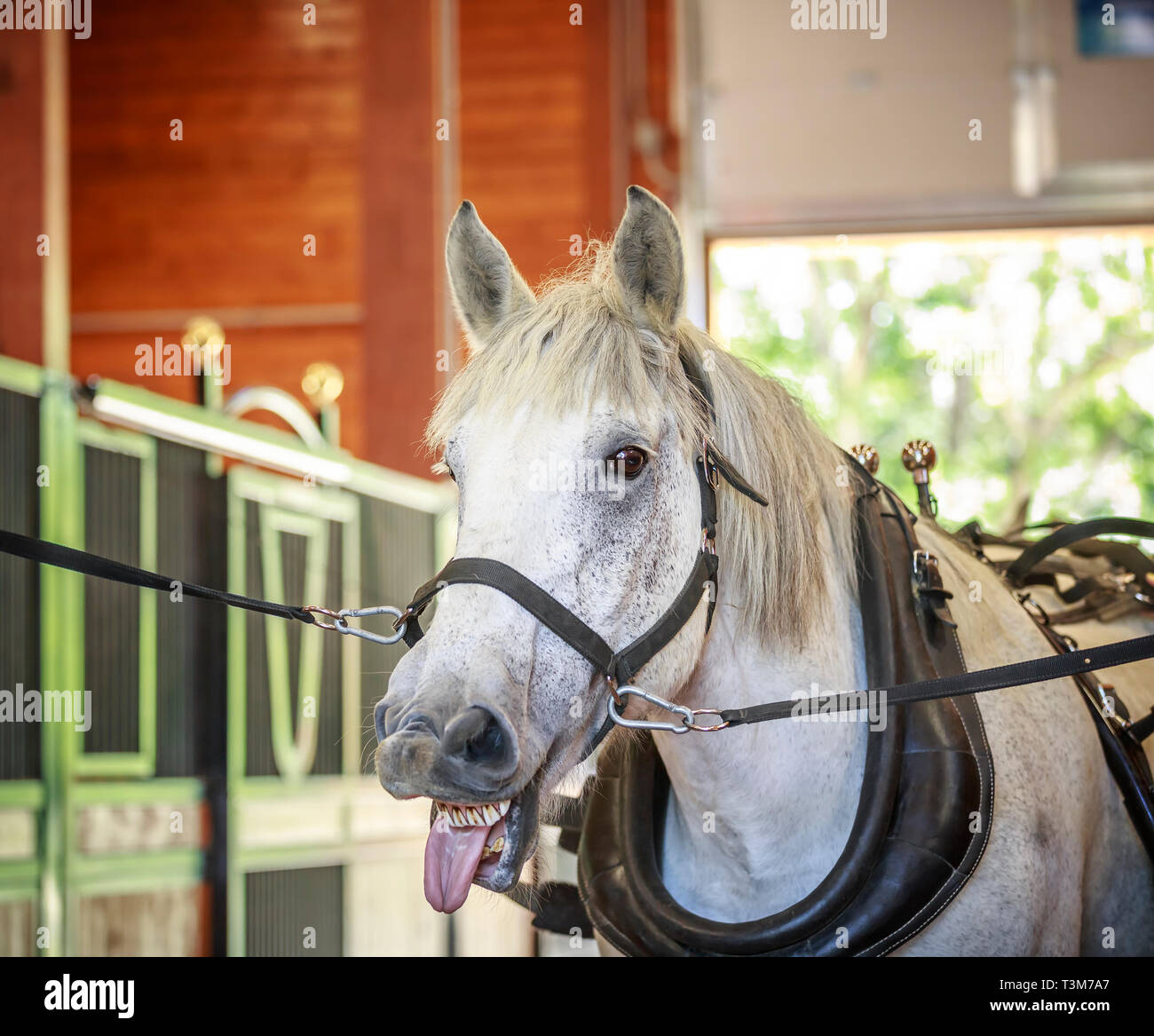 Cavallo Percheron a pesanti Mcfeeters centro ippico, Winnipeg, Manitoba, Canada. Foto Stock