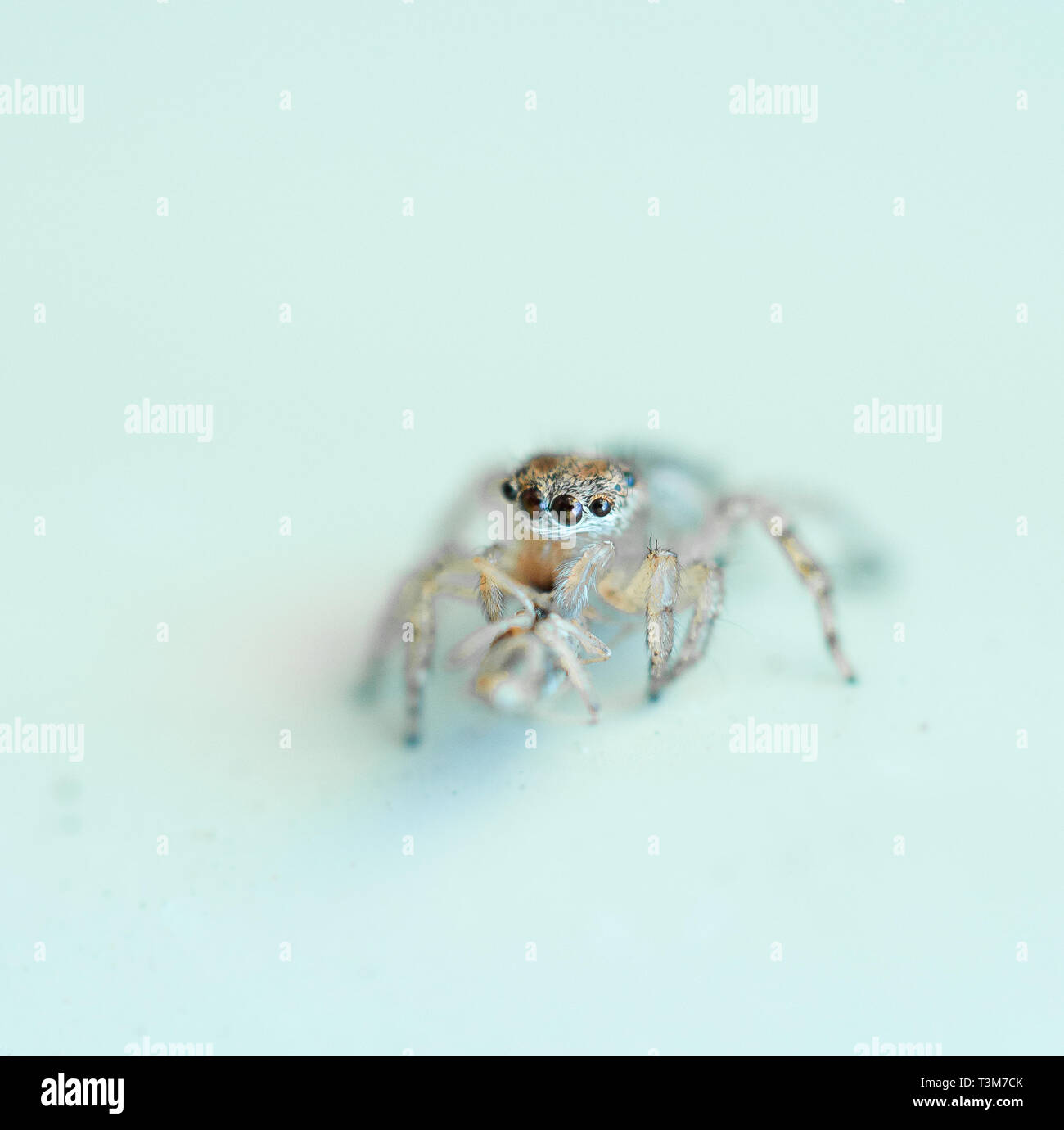 Carino jumping spider sfondo semplice Foto Stock