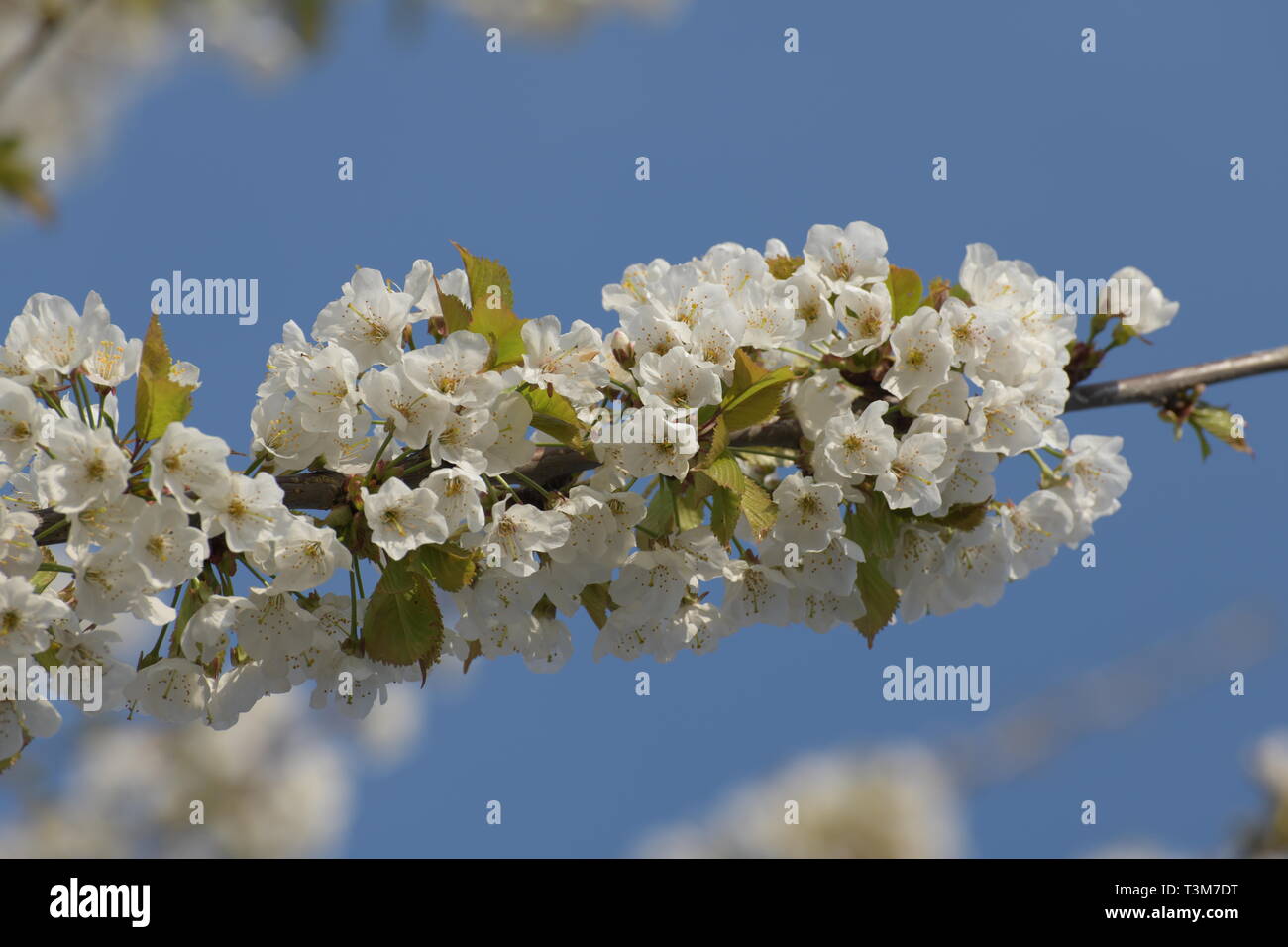 Fiore bianco su tree - tempo di primavera Foto Stock
