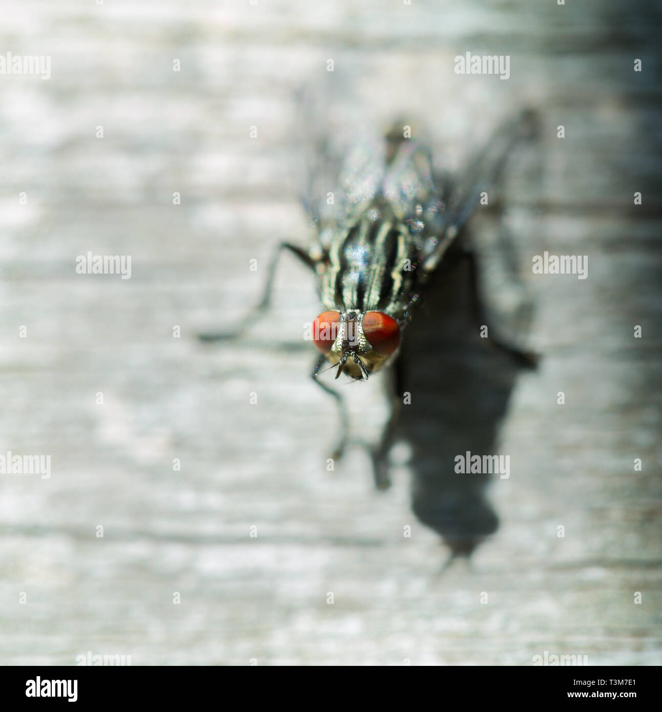 Housefly comune occhi rossi macro Foto Stock