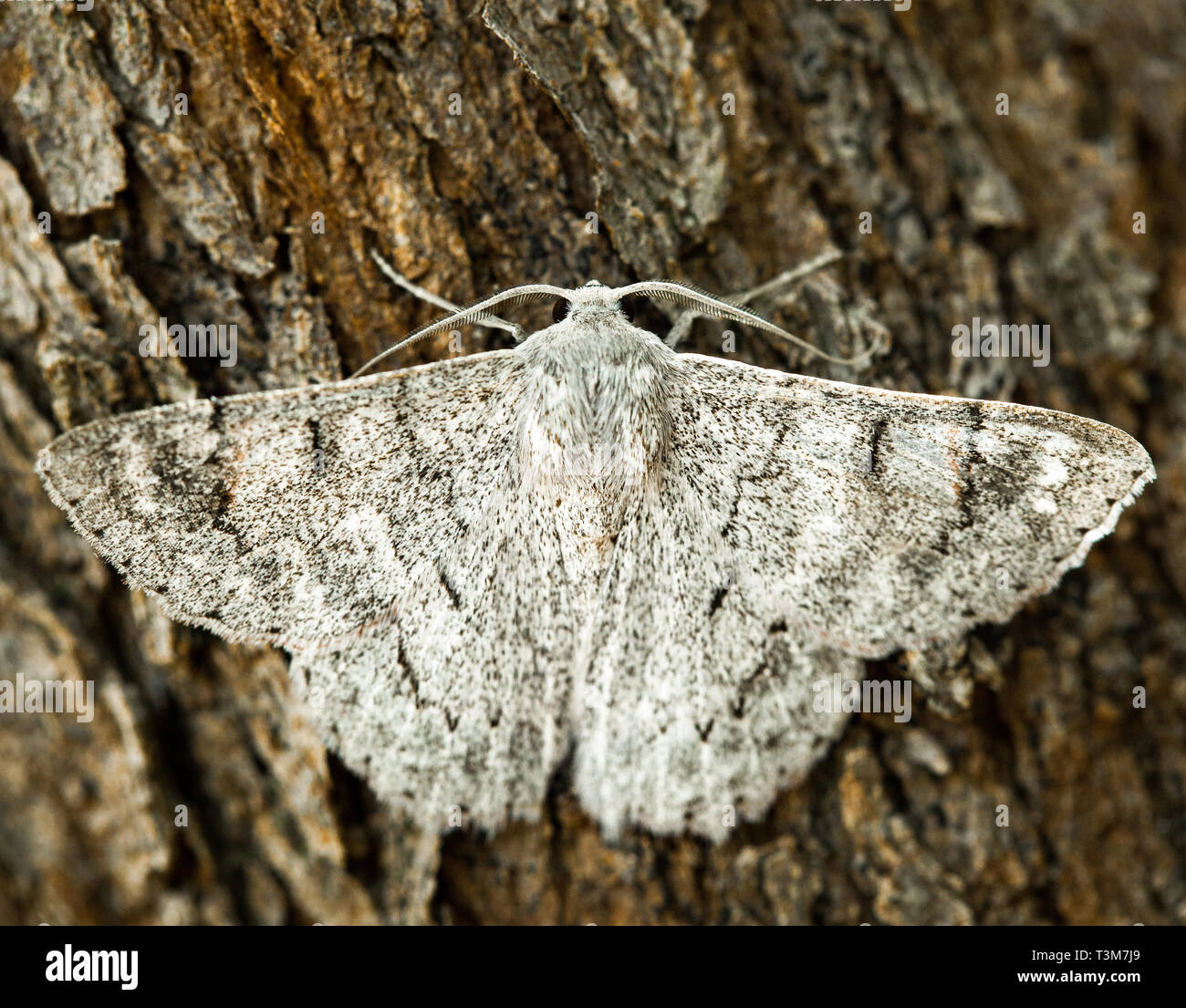 White moth insetto sulla corteccia di albero macro Foto Stock