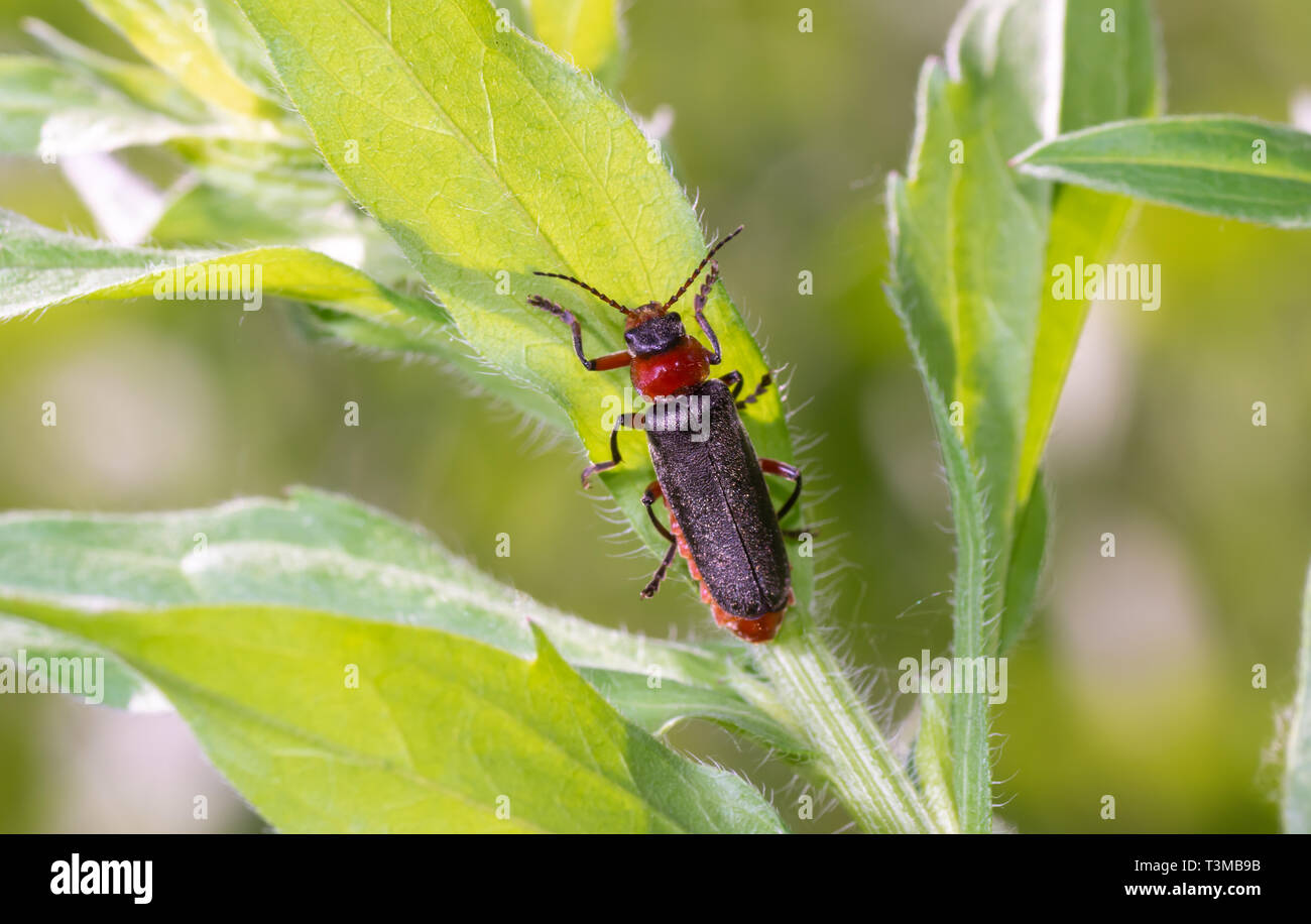 Soldato beetle seduti sotto la foglia di estate Foto Stock