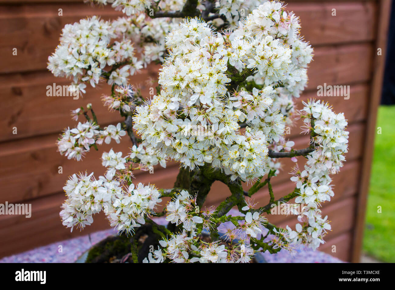 Dettaglio di un bellissimo bonsai prugnolo coltivato da un appassionato di bonsai in Irlanda del Nord in fiore di primavera Foto Stock