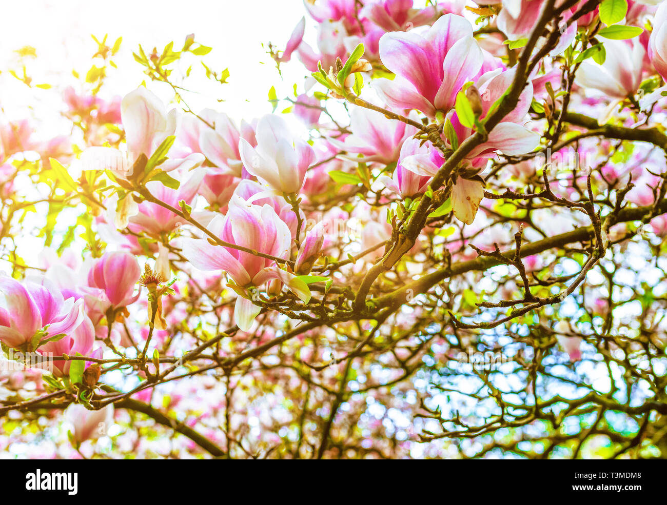Colorata fioritura albero di magnolia nella luce calda del sole Foto Stock