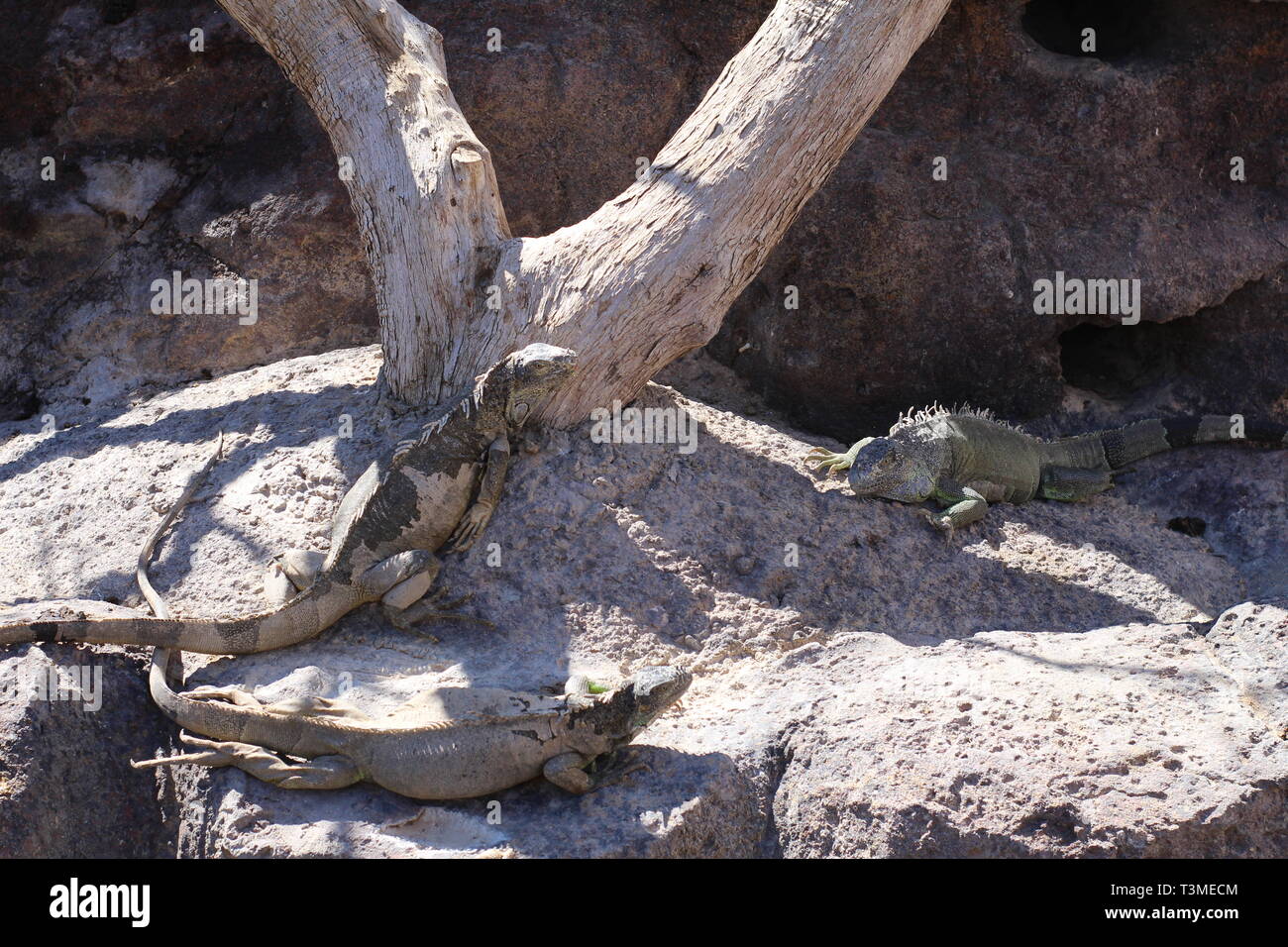 Iguana crogiolarsi al sole. Trovare il nascosto iguana, essi sono in grado di mascherare bene. Le iguane sono seduti sui rami. Zoo. Foto Stock
