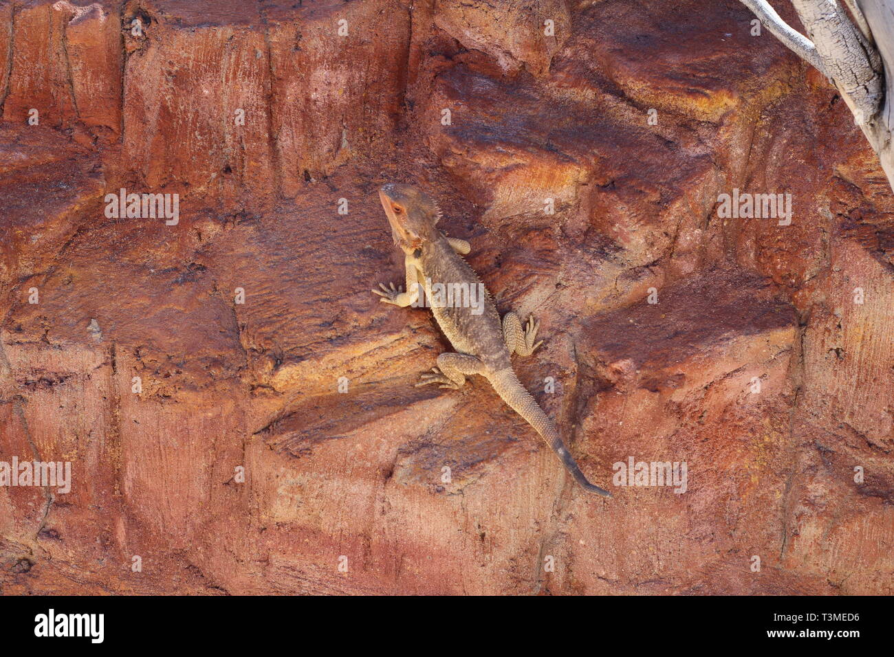 Iguana crogiolarsi al sole. Trovare il nascosto iguana, essi sono in grado di mascherare bene. Le iguane sono seduti sui rami. Zoo. Foto Stock