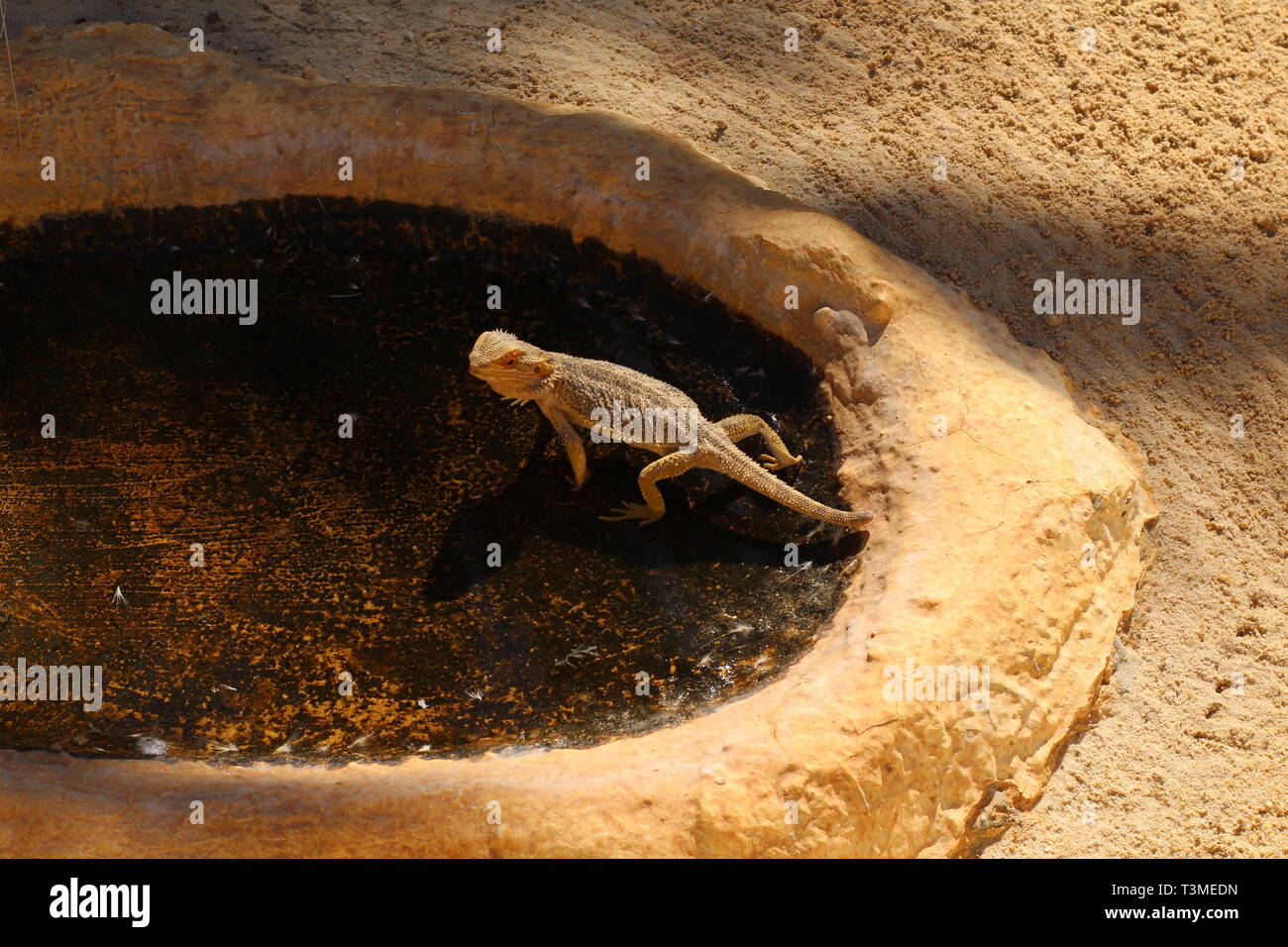 Iguana crogiolarsi al sole. Trovare il nascosto iguana, essi sono in grado di mascherare bene. Le iguane sono seduti sui rami. Zoo. Foto Stock