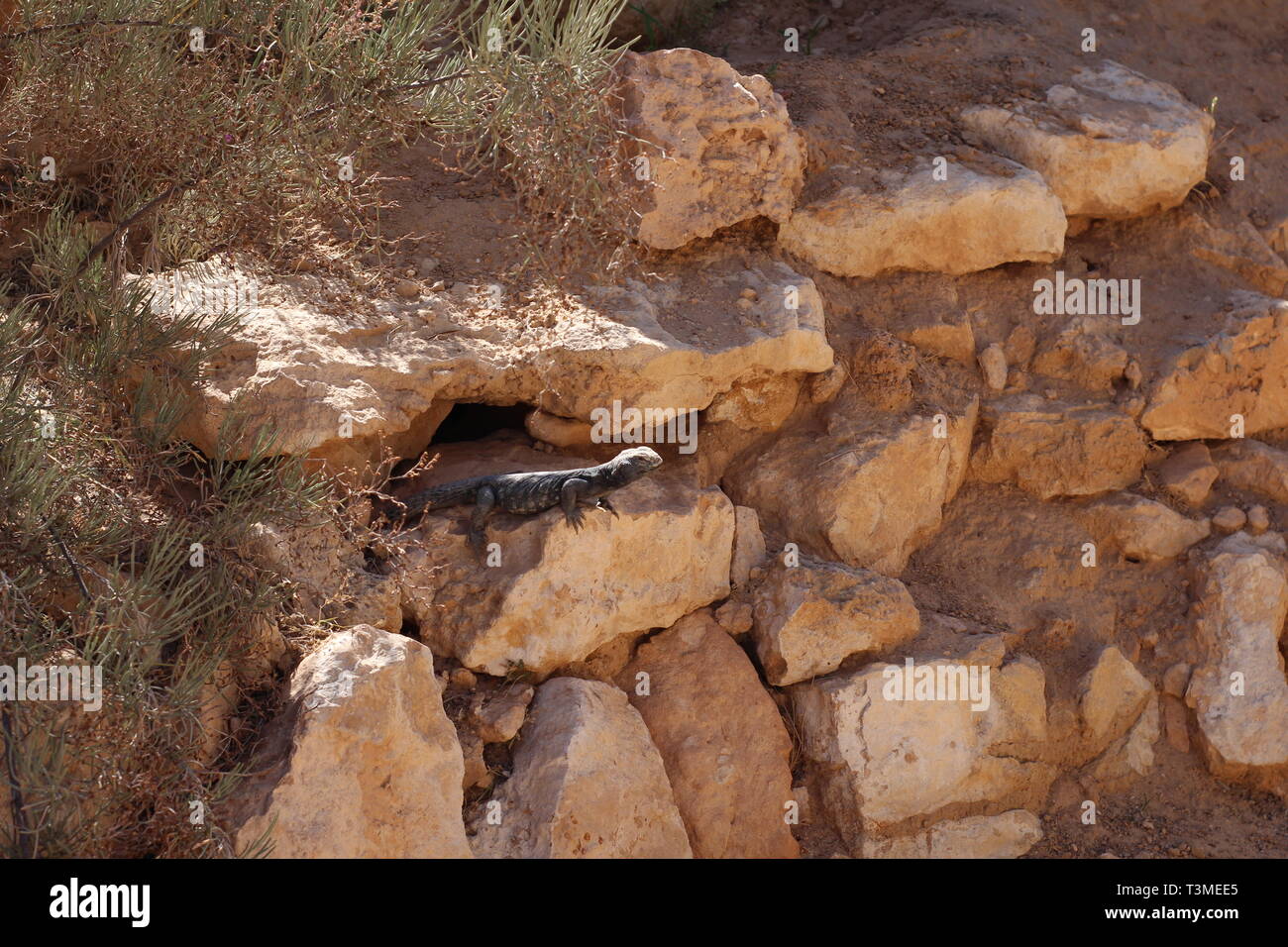 Iguana crogiolarsi al sole. Trovare il nascosto iguana, essi sono in grado di mascherare bene. Le iguane sono seduti sui rami. Zoo. Foto Stock