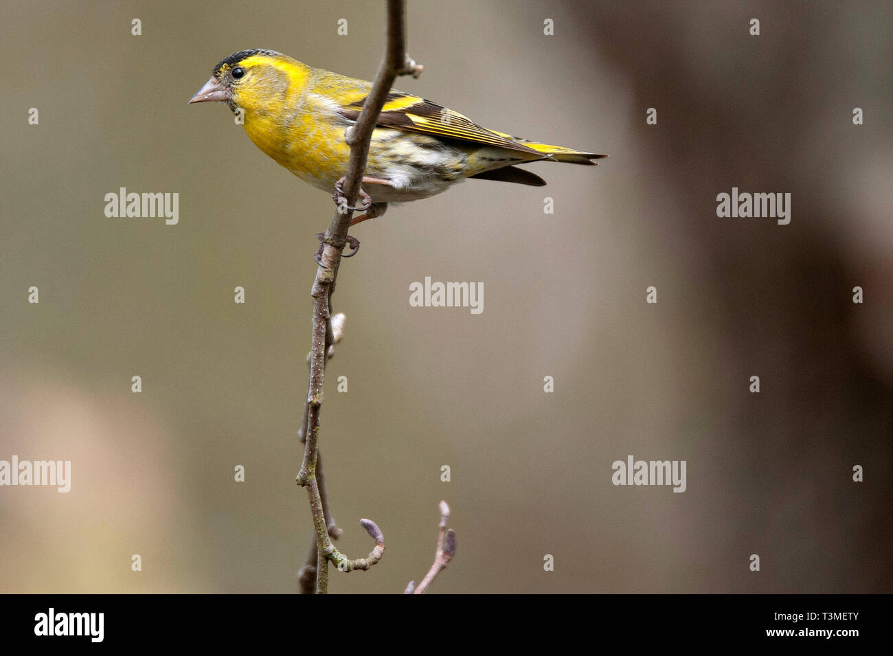 / Lucherino Carduelis spinus fienili bassa Riserva Naturale Foto Stock