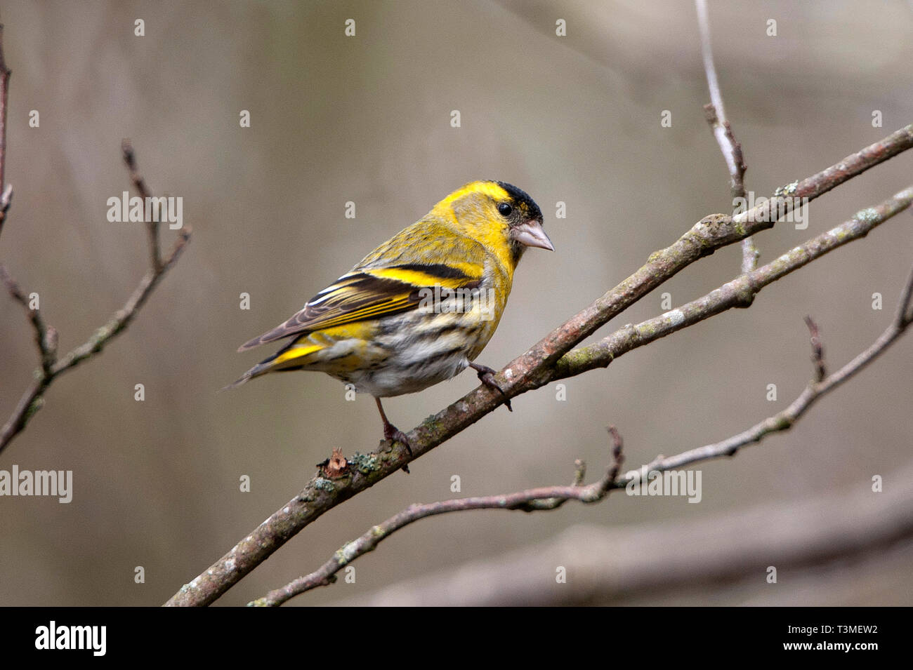/ Lucherino Carduelis spinus fienili bassa Riserva Naturale Foto Stock