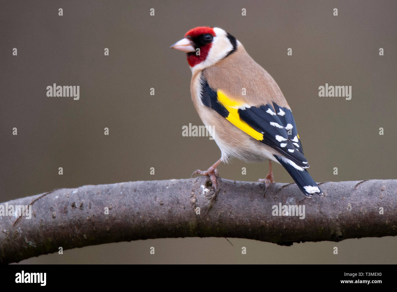 Cardellino / Carduelis carduelis , Bassa fienili Riserva Naturale Foto Stock