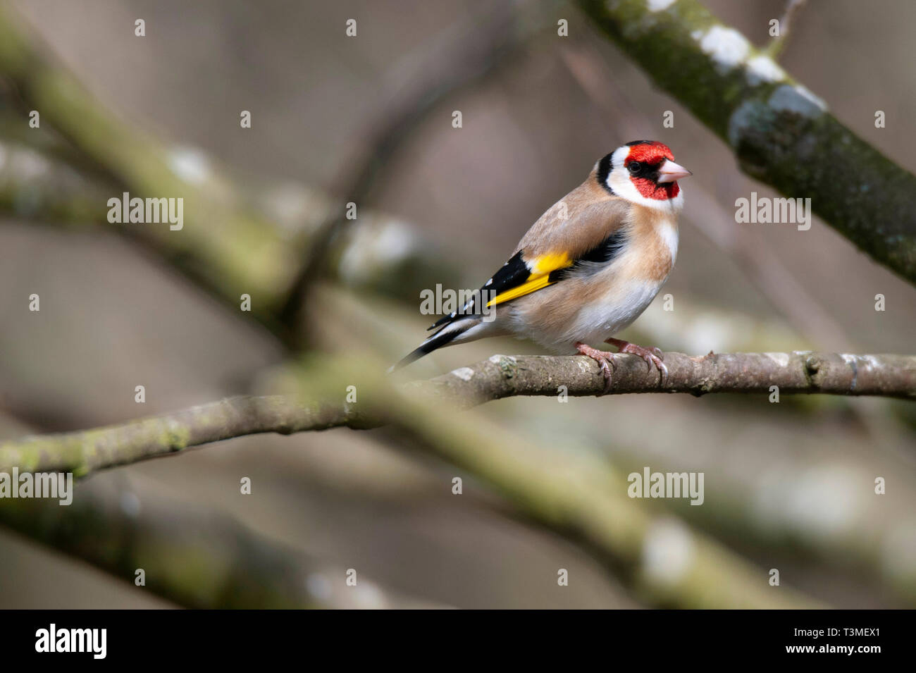 Cardellino / Carduelis carduelis , Bassa fienili Riserva Naturale Foto Stock