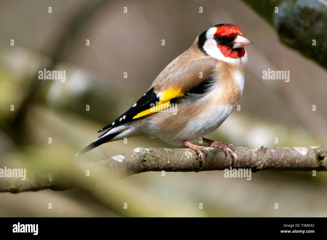 Cardellino / Carduelis carduelis , Bassa fienili Riserva Naturale Foto Stock