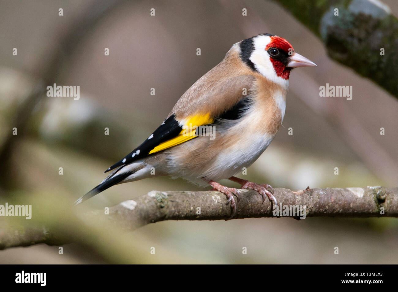 Cardellino / Carduelis carduelis , Bassa fienili Riserva Naturale Foto Stock