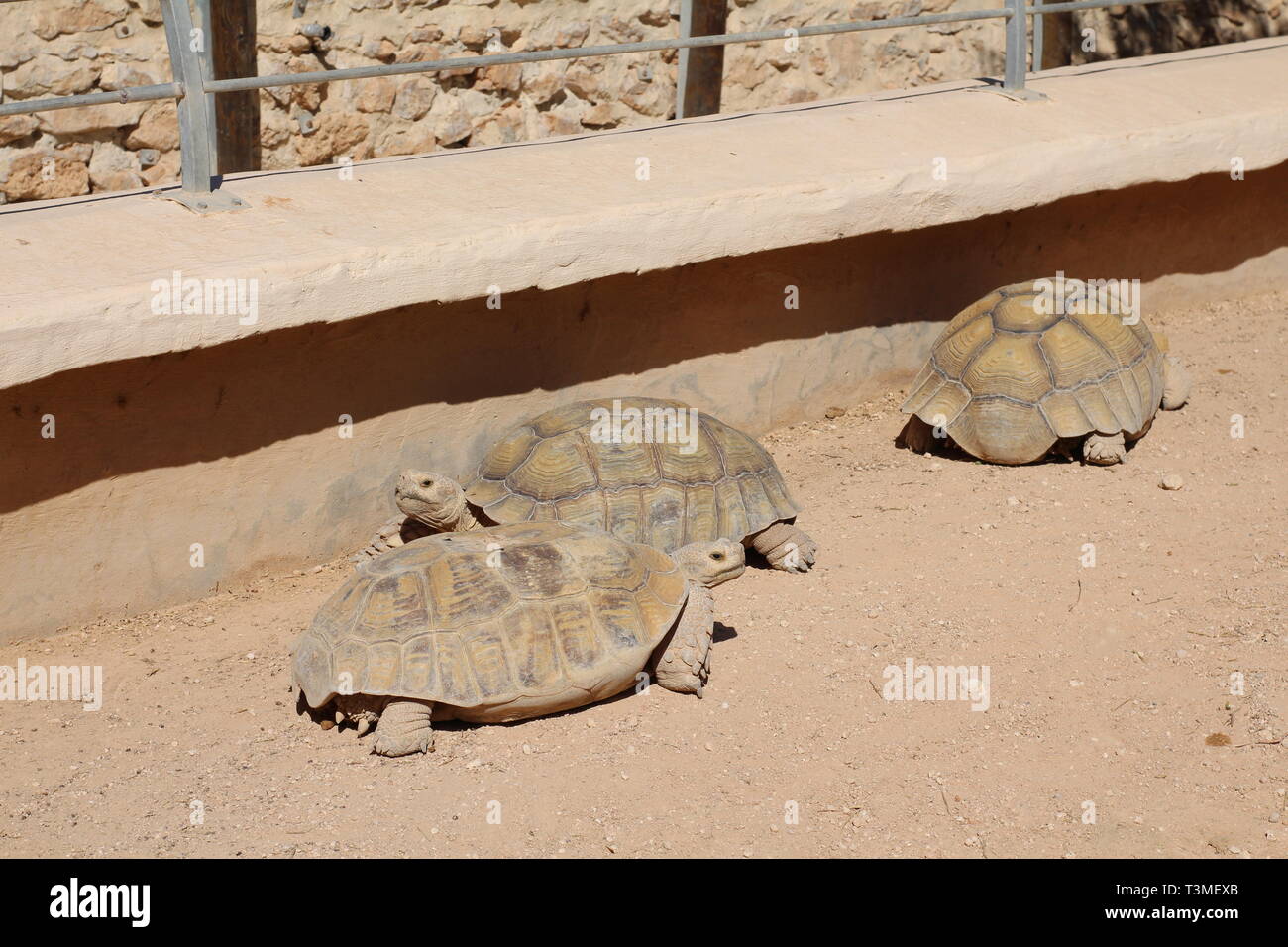 Molte le tartarughe giganti crogiolarsi al sole. In estate il parco e la natura. Foto Stock