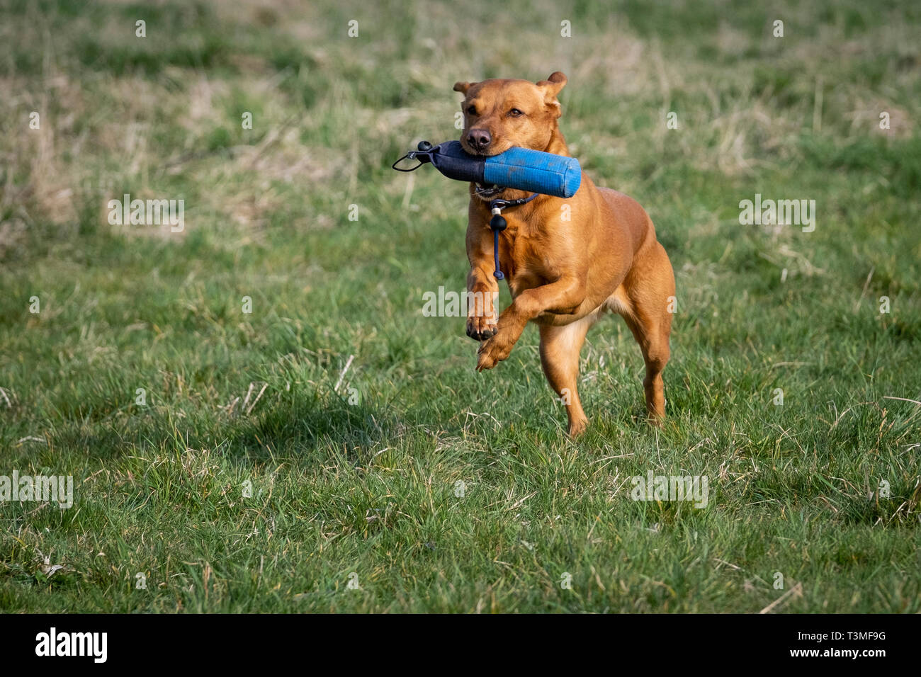 Il Labrador Gundogs Foto Stock