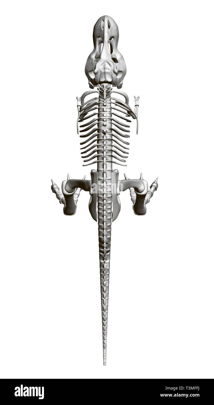 Scheletro di dinosauro. Vista da sopra. 3D. Illustrazione Vettoriale Illustrazione Vettoriale