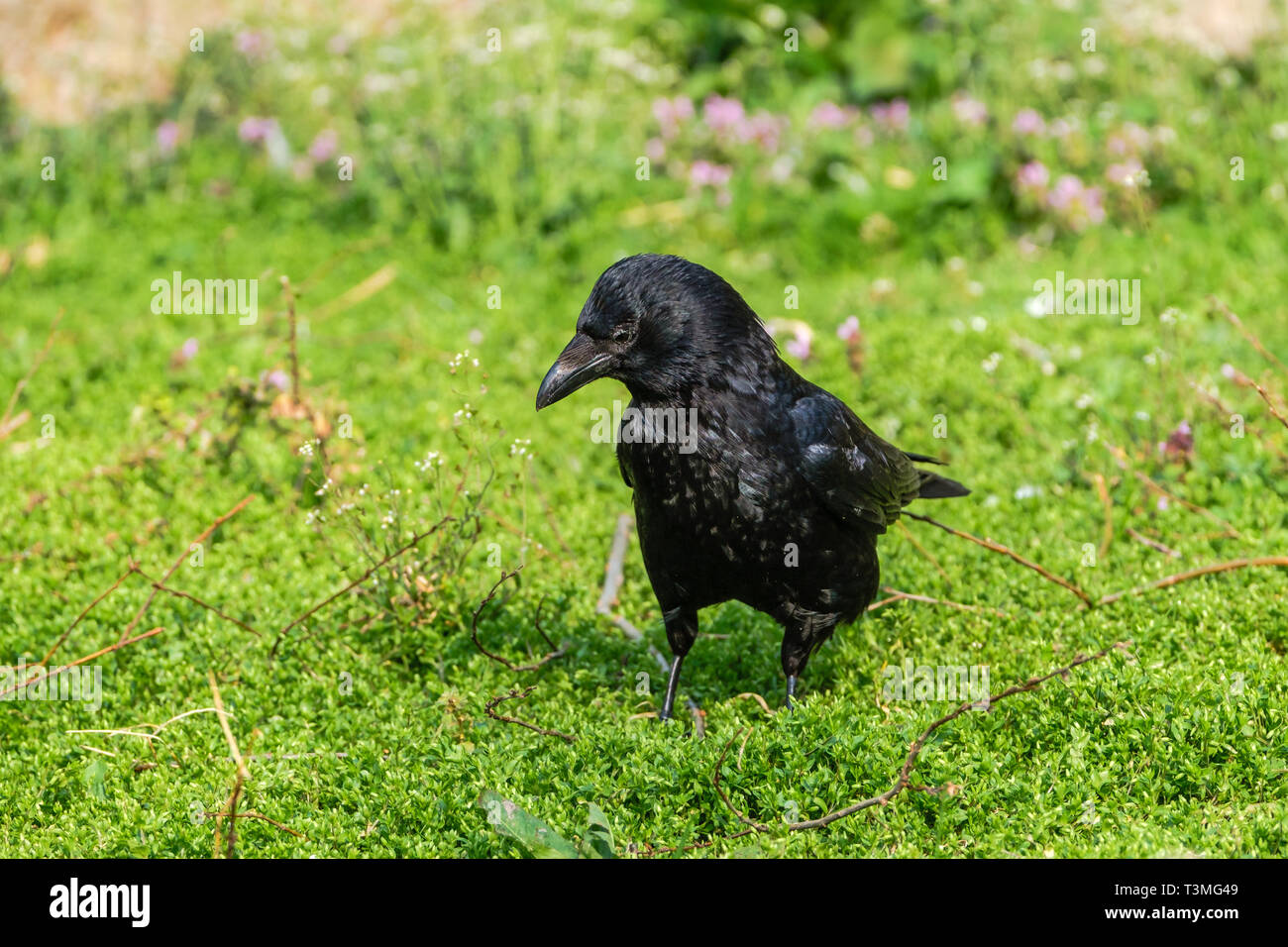 Bella shiny black crow in piedi in erba Foto Stock