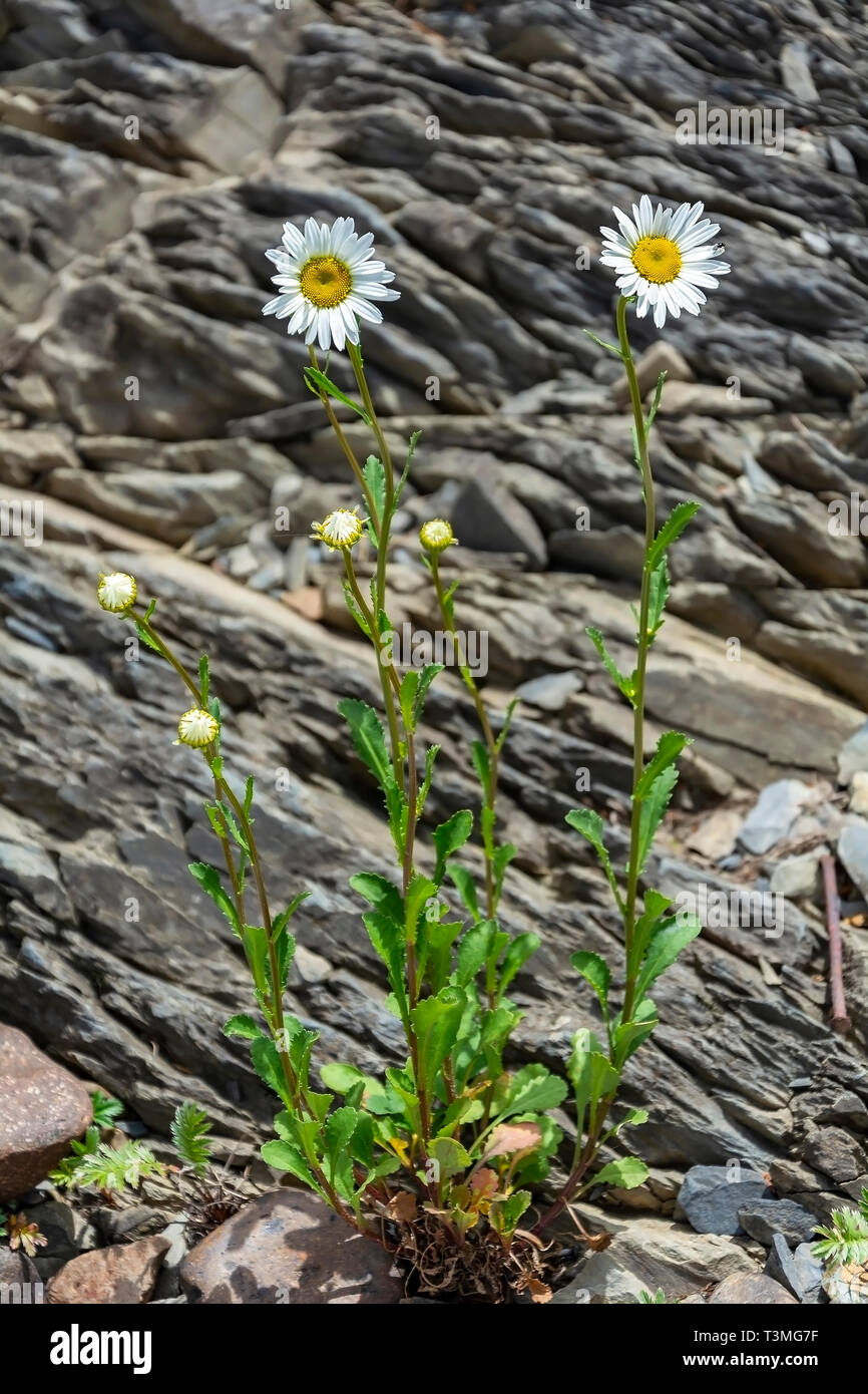 Bush fiorente di leucanth selvaggio margherite Foto Stock