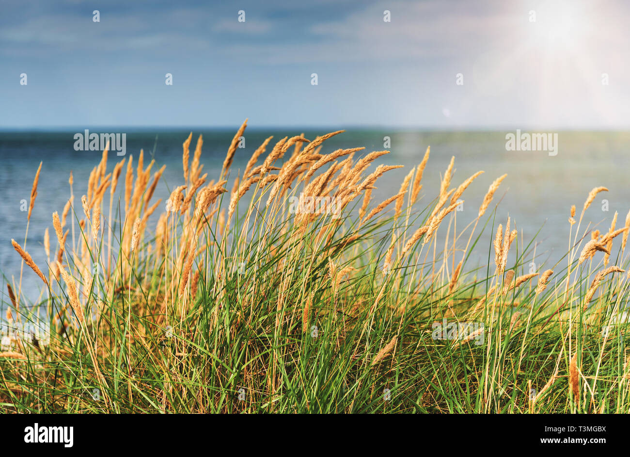 Spiaggia in erba contro il mare e il cielo blu Foto Stock