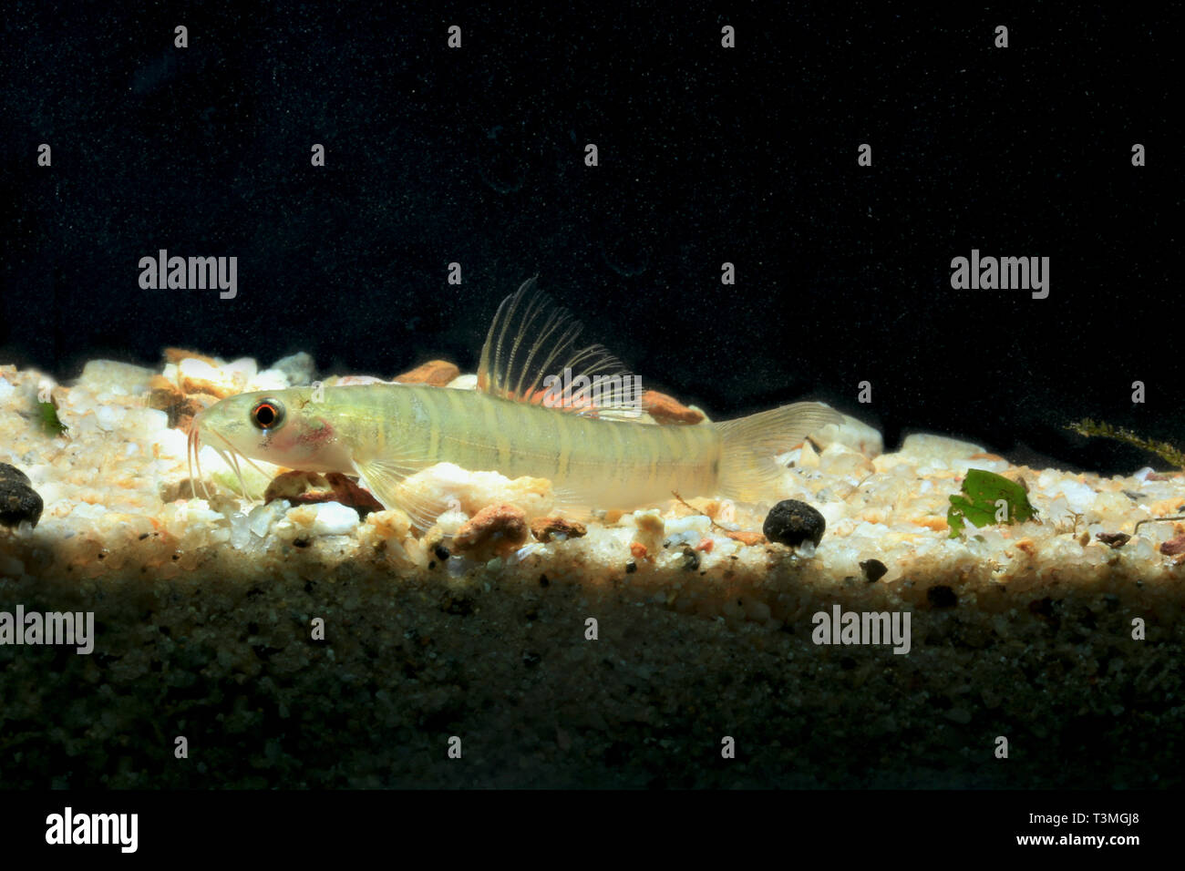 A bande grigio Loach, Nemacheilus selangoricus Foto Stock
