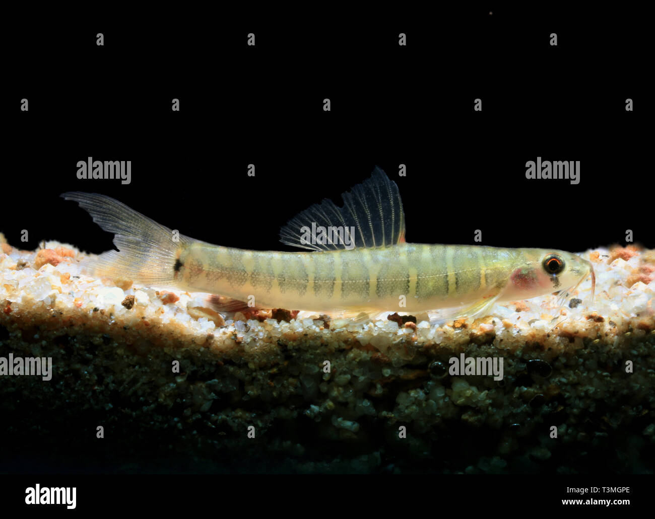 A bande grigio Loach, Nemacheilus selangoricus Foto Stock