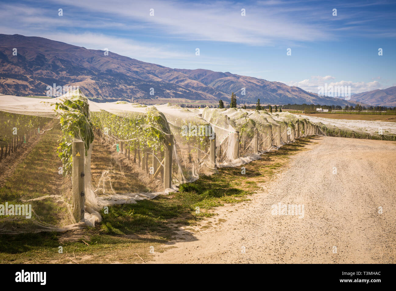 Vino vigna con bird netting proteggere frutti, Otago, Nuova Zelanda Foto Stock
