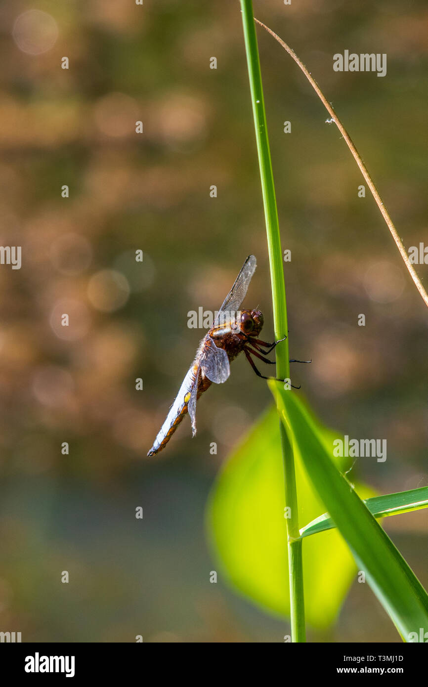 Ampia corposo Chaser (Libellula depressa) sorge nei pressi di un laghetto Foto Stock