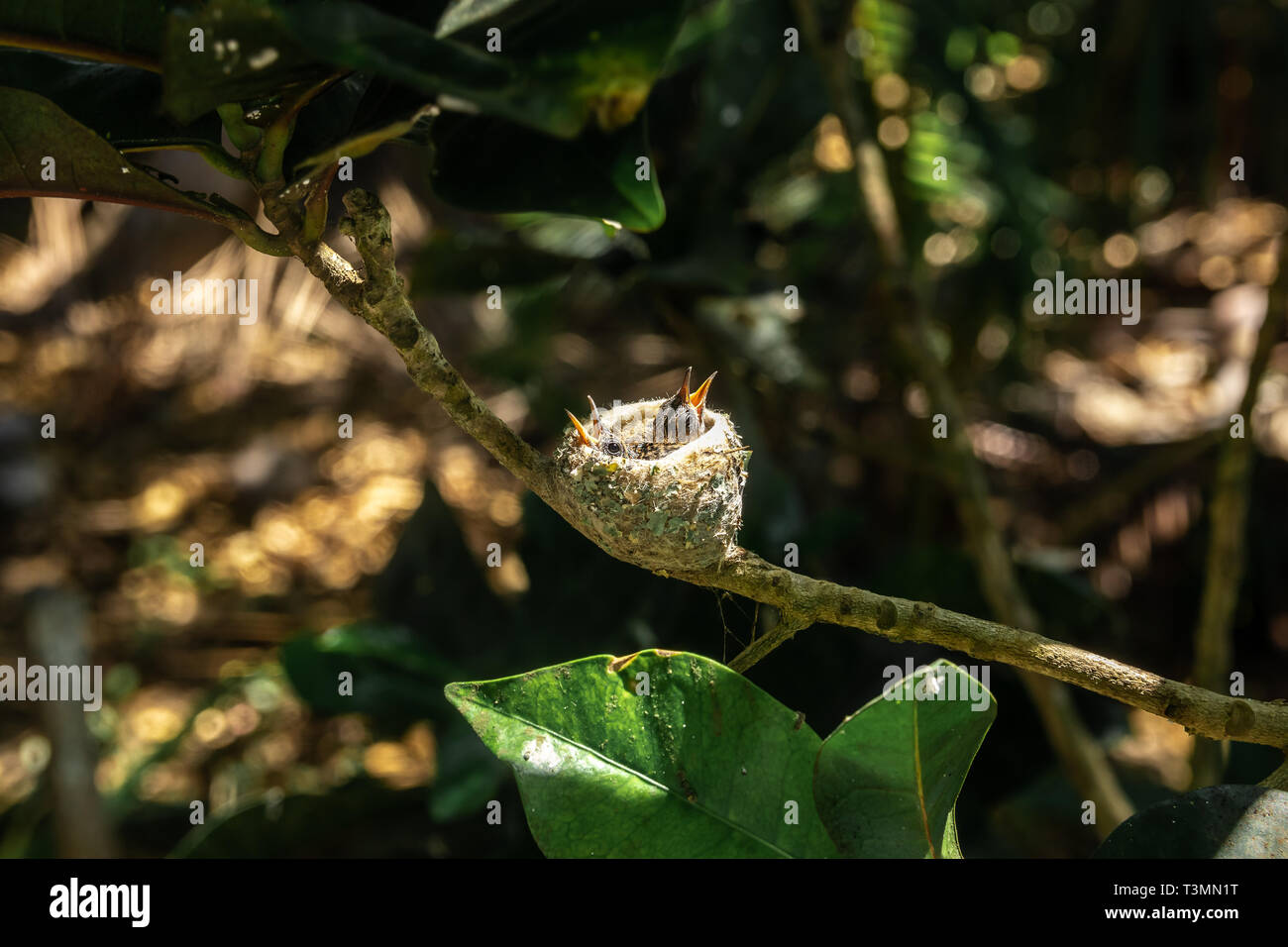 Una bella Hummingbird nest con due pulcini di seduta all'interno di attesa per i loro genitori per la loro alimentazione. È stato costruito in un ramo di albero vicino alla spiaggia. Foto Stock