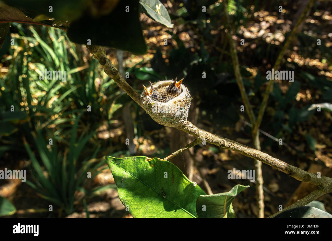 Una bella Hummingbird nest con due pulcini di seduta all'interno di attesa per i loro genitori per la loro alimentazione. È stato costruito in un ramo di albero vicino alla spiaggia. Foto Stock