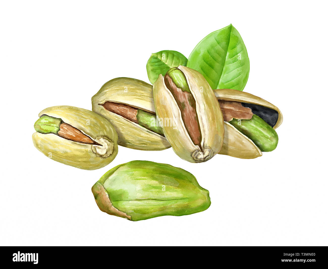 Arrosto di pistacchi e alcune foglie. Acquerello digitale. Foto Stock