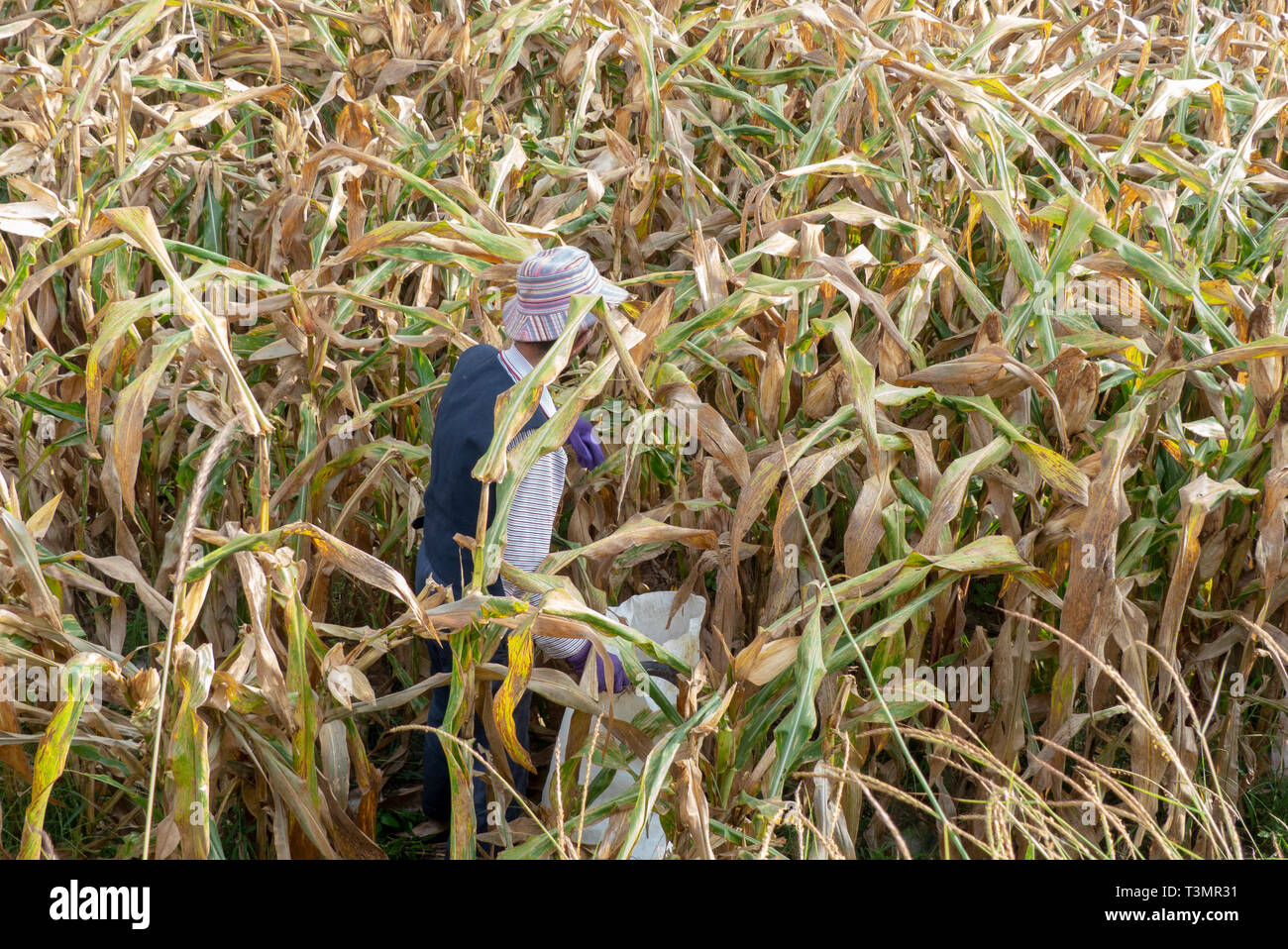 L'agricoltore cinese funziona in un campo di mais. Fotografato vicino a Shaxi, Jianchuan County, Dali Prefettura, nella provincia dello Yunnan in Cina Foto Stock