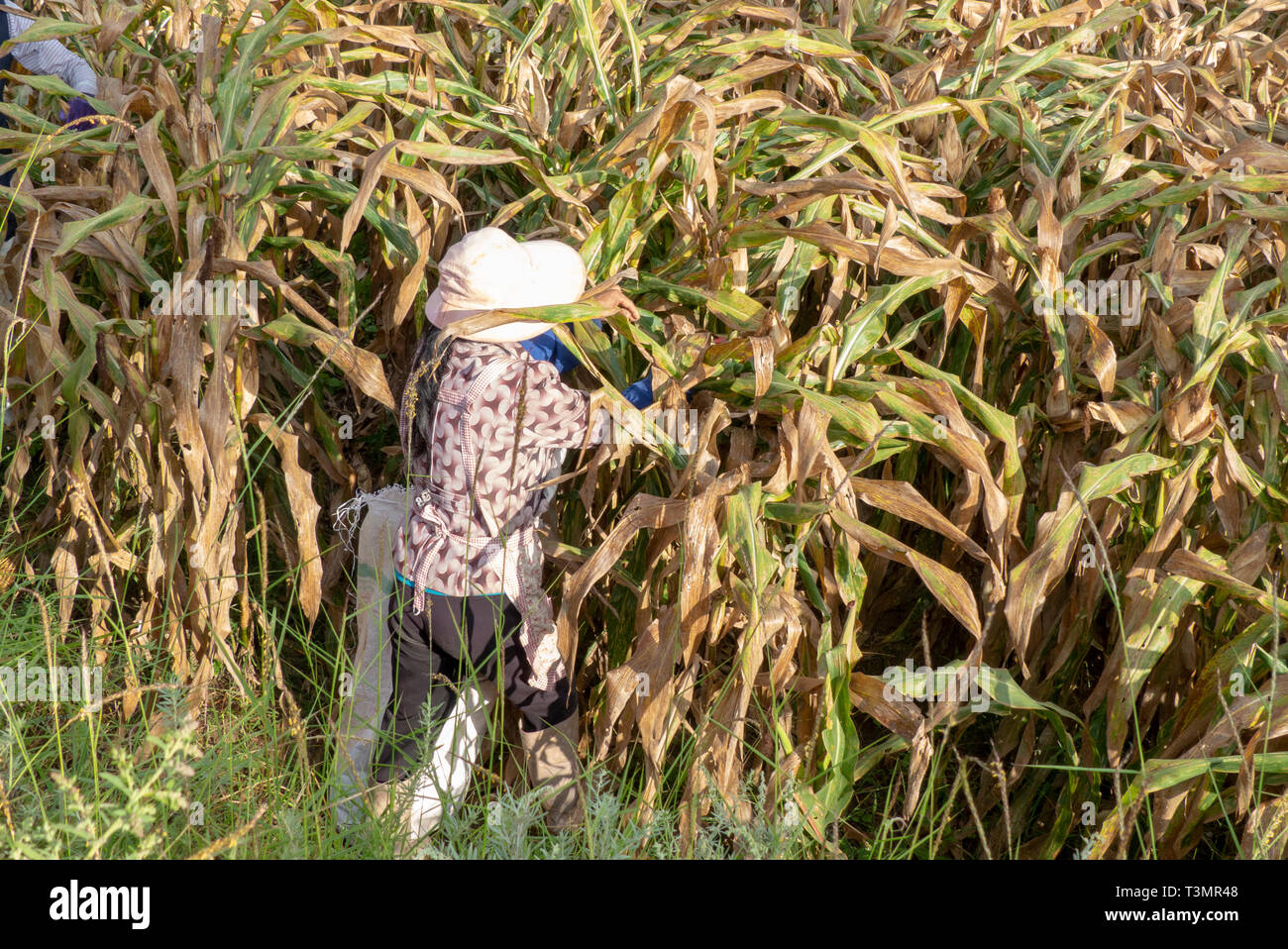 L'agricoltore cinese funziona in un campo di mais. Fotografato vicino a Shaxi, Jianchuan County, Dali Prefettura, nella provincia dello Yunnan in Cina Foto Stock