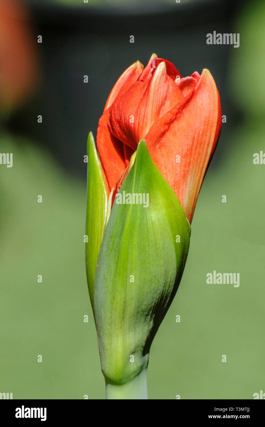 Fioritura Hippeastrum rosso fiore. (A volte chiamato erroneamente, l'Amaryllis). emergente dal bud. Fotografato in Israele nel Marzo Foto Stock